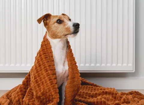 Kleiner Hund sitzt vor der Heizung mit einer Wolldecke umwickelt.